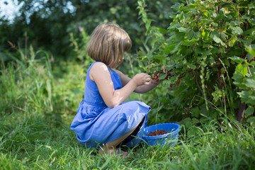 Girl collects red currant berries from  bush, mate assistants