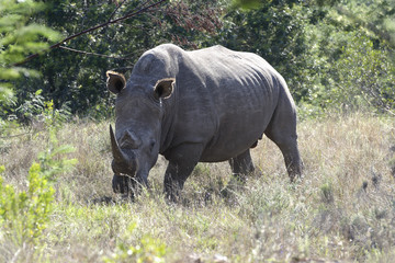 White Rhino, South Africa