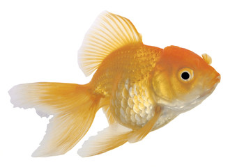 Goldfish on White Background