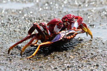 TIERE_4055_rote_Klippenkrabbe_bei_Paarung