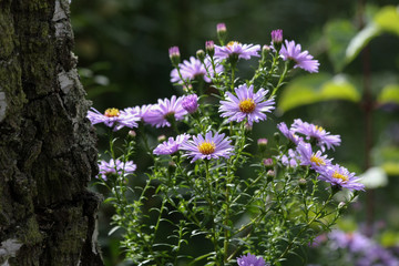Herbstastern im Naturgarten