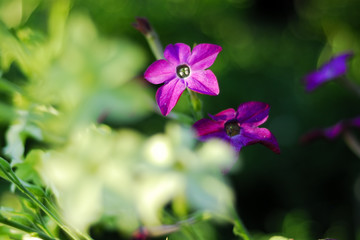 Obraz premium Volatile tobacco