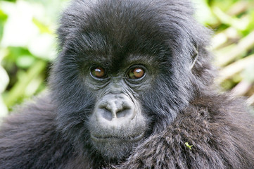 Young mountain gorilla portrait