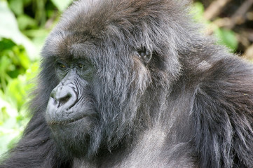 Old female mountain gorilla portrait