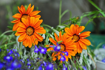 Beautiful orang flowers. Gerbera, chamomile.