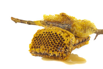 Honeycombs in closeup