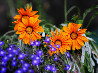 Beautiful orang flowers. Gerbera, chamomile.