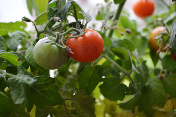 помидоры на ветке