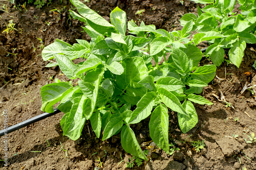 Sticker Potato bushes on plantation