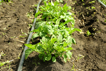 Beds of potato bushes on plantation
