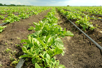 Fototapeta na wymiar Beds of potato bushes on plantation