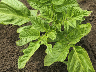 Potato bush on plantation