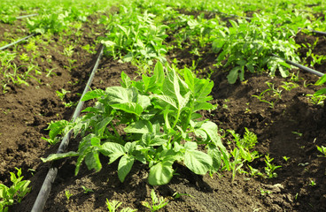Potato bushes on plantation