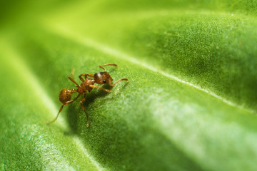 The ant on the sheet