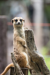 Fototapeta premium meerkats (suricata) standing on guard