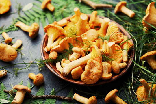 Raw yellow mushrooms chanterelle (cantharellus cibarius) in ceramic plate with forest plants on black kitchen table.