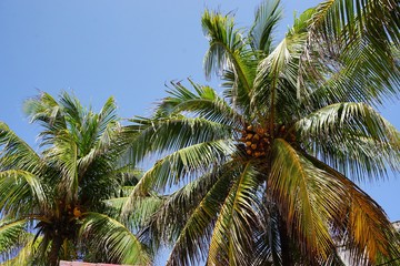 Fototapeta na wymiar Palmen auf Kuba, Karibik