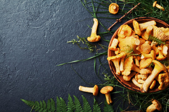 Yellow mushrooms chanterelle (cantharellus cibarius) in vintage plate with forest plants on dark kitchen table top view. Copy space for text.