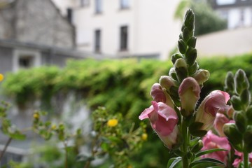 Pink snapdragon flowers