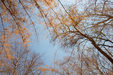 tree branch abstract background