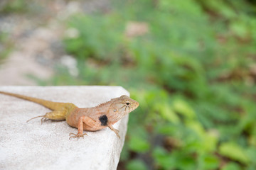 close-up of a iguana in the park