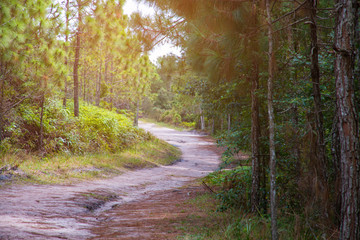 Walkway with tree in wild, Beauty nature scene.