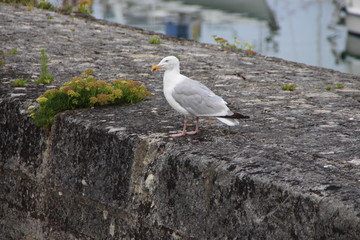 mouette sur muret