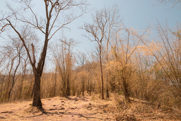 autumn forest landscape scene