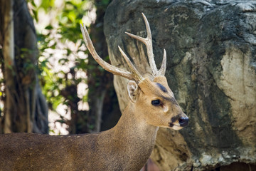 Image of a deer on nature background. wild animals.