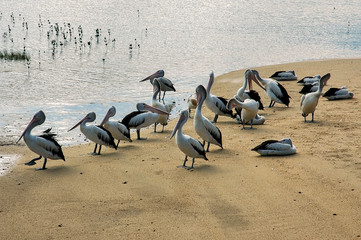 Group of Australian pelicans on the beach