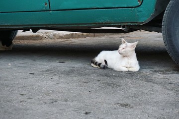 Straßen-Katzen auf Kuba, Havanna, Karibik