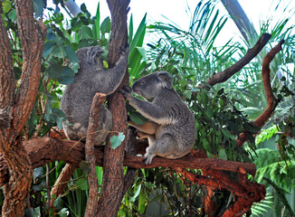 Two Koalas holding a tree trunk in Sydney