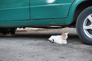 Straßen-Katzen auf Kuba, Havanna, Karibik