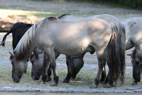 TIERE_2237_Tarpan