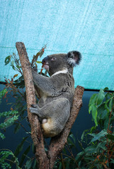 Profile of fluffy Koala eating eucalyptus on a tree under the roof