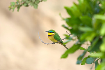 Little bee-eater (Merops pusillus)