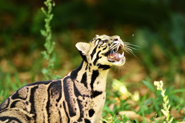 Clouded Leopard (Neofelis Nebulosa)
