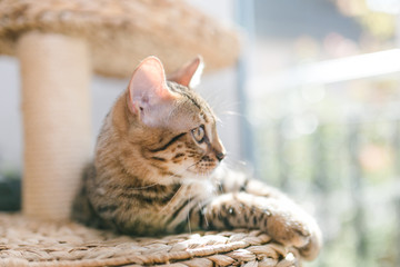 Bengalkatze Katze im Kratzbaum in der Sonne