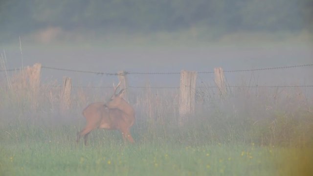 Rehbock bei der Fellpflege im Morgennebel, Sommer