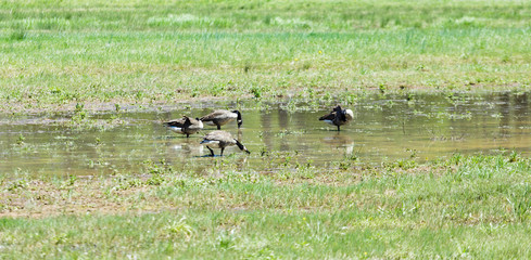Canada Geese in Marsh