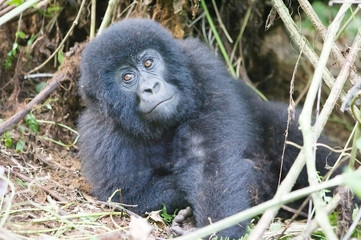 Young mountain gorilla in deep forest
