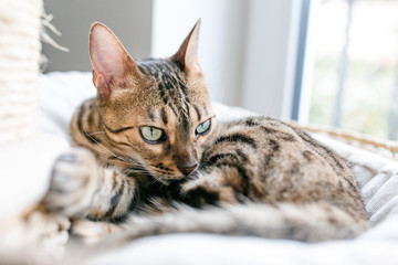 Bengalkatze Katze im Kratzbaum in der Sonne