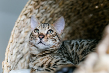 Bengalkatze Katze im Kratzbaum in der Sonne
