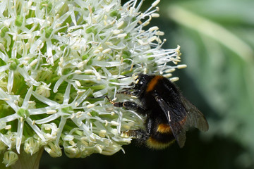 A bee gathering nectar and pollen from an ornamental allium flower