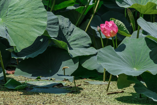 The lake with lotuses