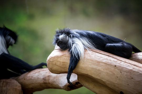 Angola Colobus.