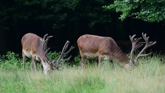 Zwei kapitale Rothirsch beim fressen, Waldrand, Sommer