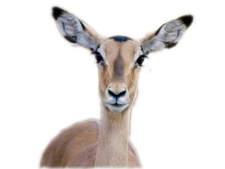 Impala (Aepyceros melampus)