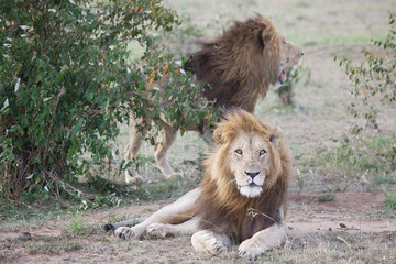 Fototapeta na wymiar African lion (Panthera leo)