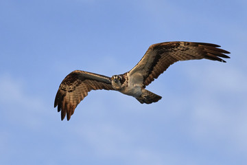 Osprey (Pandion haliaetus)